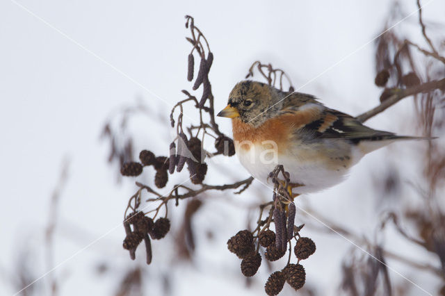 Brambling (Fringilla montifringilla)