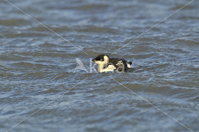 Little Auk (Alle alle)