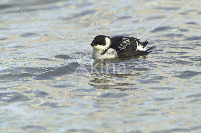 Little Auk (Alle alle)