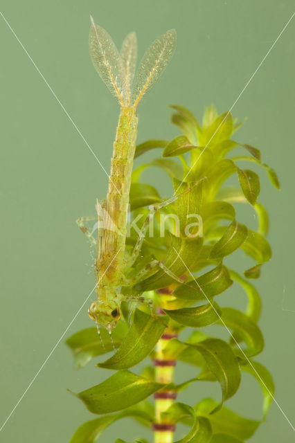 Kleine Roodoogjuffer (Erythromma viridulum)