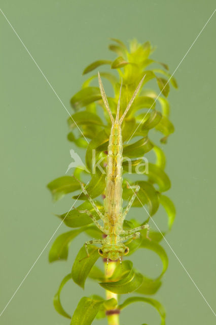 Small Red-eyed damselfly (Erythromma viridulum)