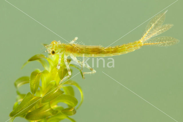 Kleine Roodoogjuffer (Erythromma viridulum)