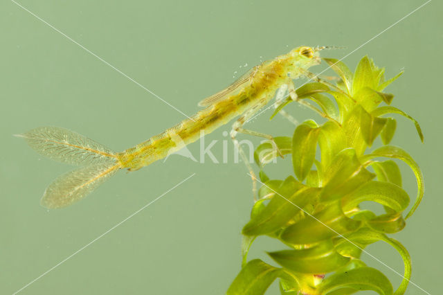 Small Red-eyed damselfly (Erythromma viridulum)