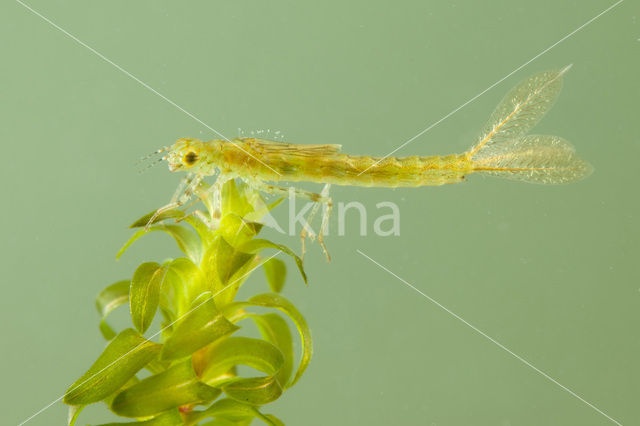 Small Red-eyed damselfly (Erythromma viridulum)