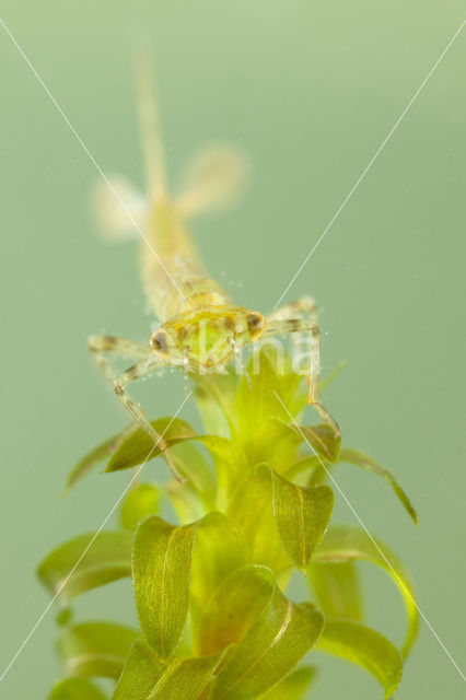 Small Red-eyed damselfly (Erythromma viridulum)