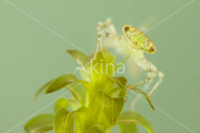 Kleine Roodoogjuffer (Erythromma viridulum)