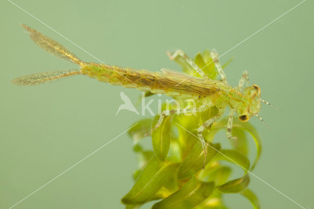 Kleine Roodoogjuffer (Erythromma viridulum)