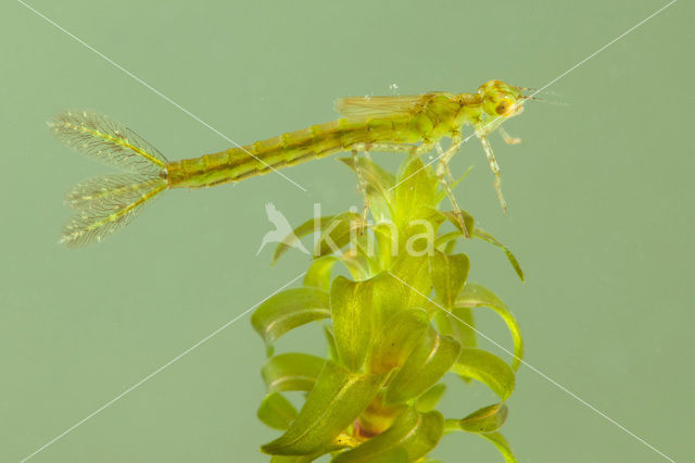 Kleine Roodoogjuffer (Erythromma viridulum)