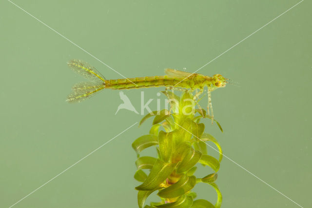 Kleine Roodoogjuffer (Erythromma viridulum)