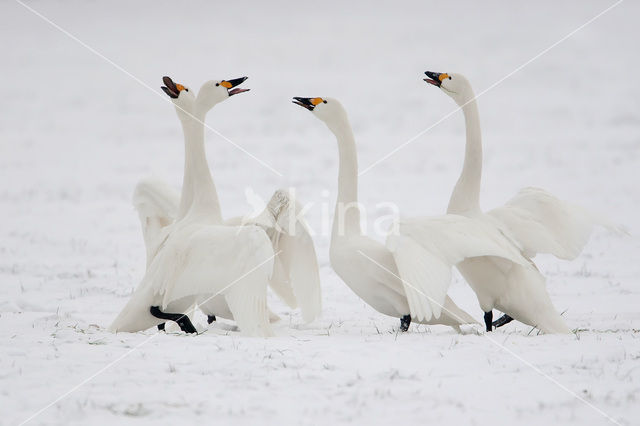 Kleine zwaan (Cygnus bewickii)