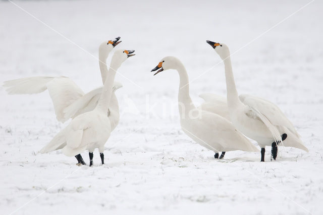 Kleine zwaan (Cygnus bewickii)