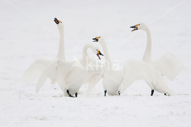 Bewick’s Swan (Cygnus bewickii)