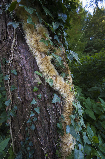 Klimop (Hedera helix)