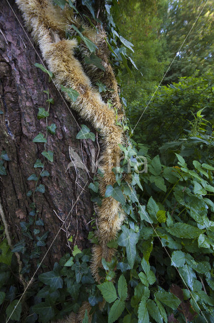 Common ivy (Hedera helix)