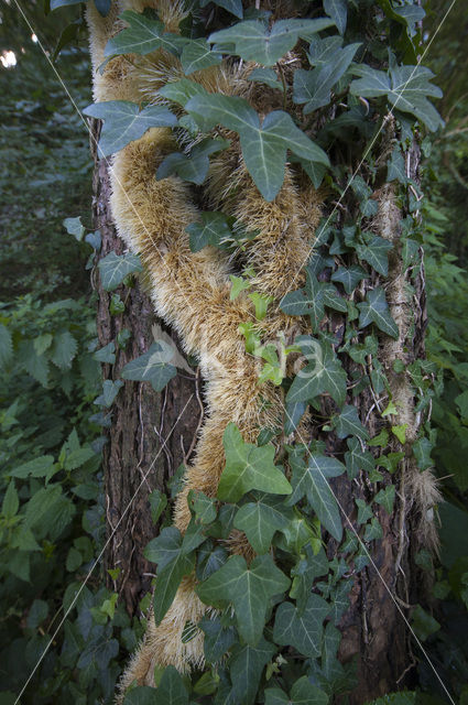 Common ivy (Hedera helix)