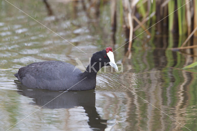 Red-knobbed coot (Fulica cristata)