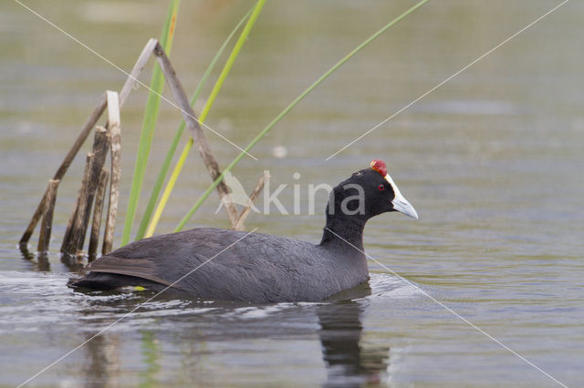 Red-knobbed coot (Fulica cristata)