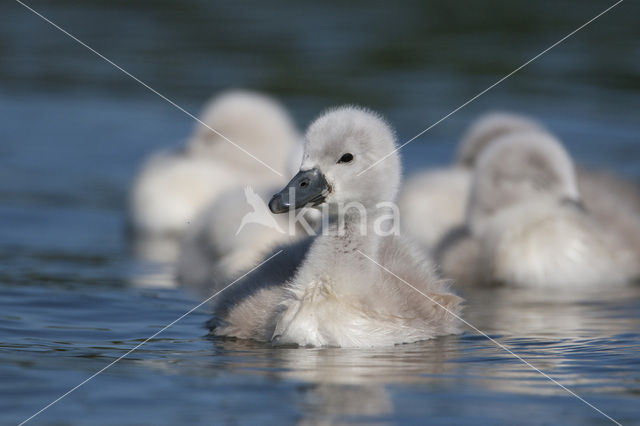 Knobbelzwaan (Cygnus olor)