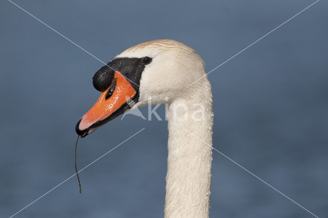 Knobbelzwaan (Cygnus olor)