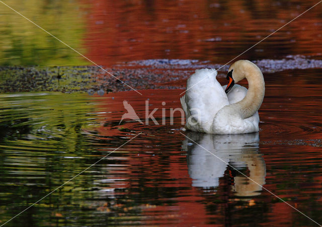 Knobbelzwaan (Cygnus olor)