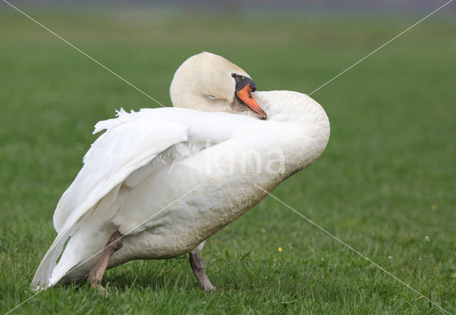 Knobbelzwaan (Cygnus olor)