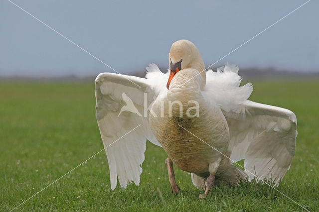 Mute Swan (Cygnus olor)