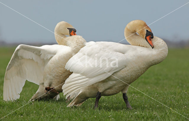 Knobbelzwaan (Cygnus olor)