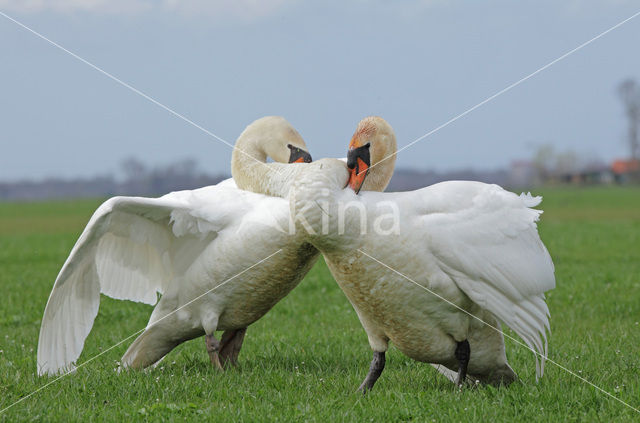 Knobbelzwaan (Cygnus olor)