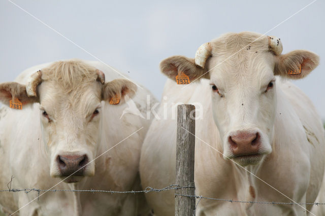 Cow (Bos domesticus)