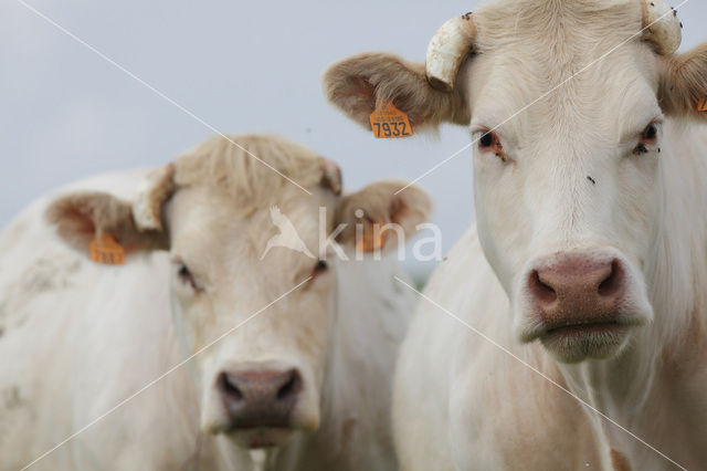 Cow (Bos domesticus)