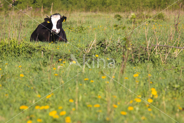 Cow (Bos domesticus)