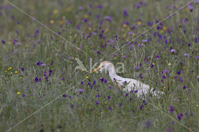 Koereiger (Bubulcus ibis)