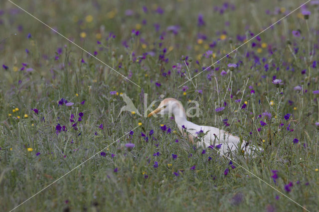 Cattle Egret (Bubulcus ibis)