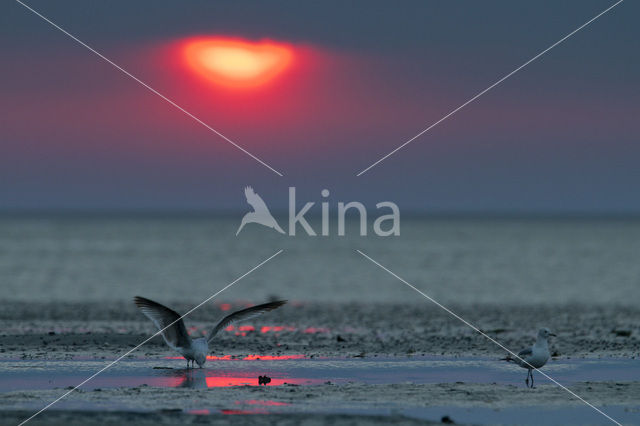 Black-headed Gull (Larus ridibundus)