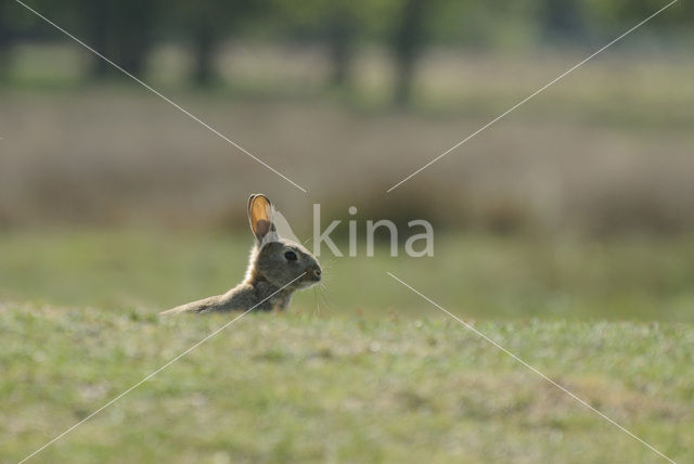 Rabbit (Oryctolagus cuniculus)