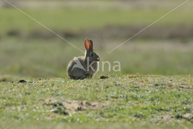 Rabbit (Oryctolagus cuniculus)