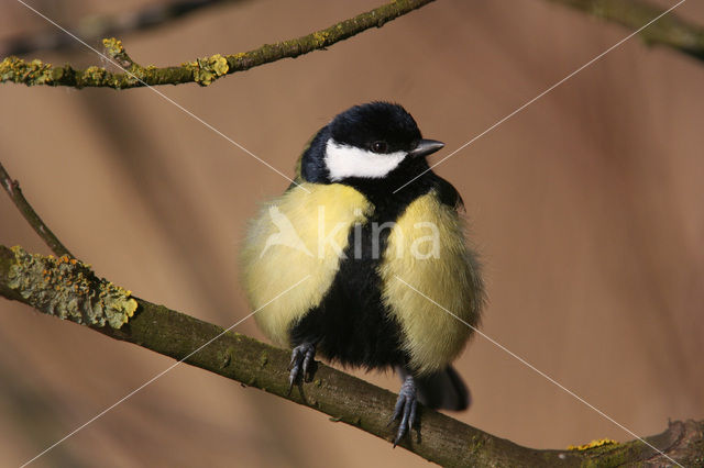 Koolmees (Parus major)