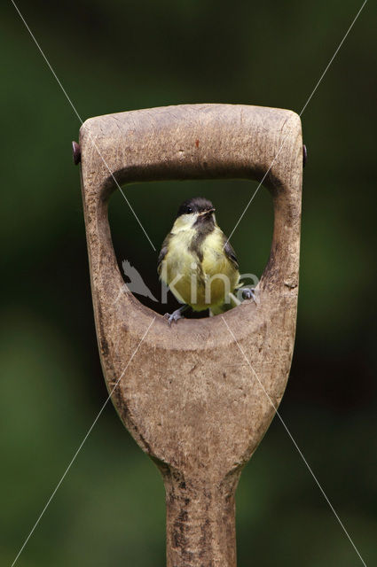 Great Tit (Parus major)