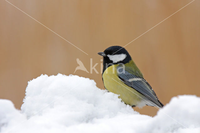 Great Tit (Parus major)