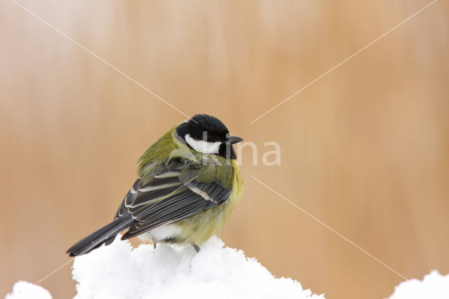 Great Tit (Parus major)