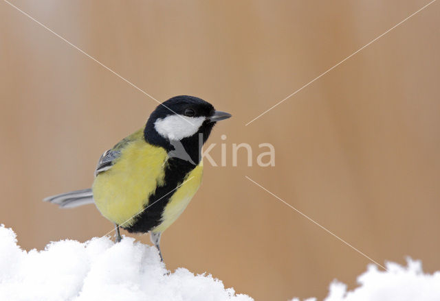 Great Tit (Parus major)