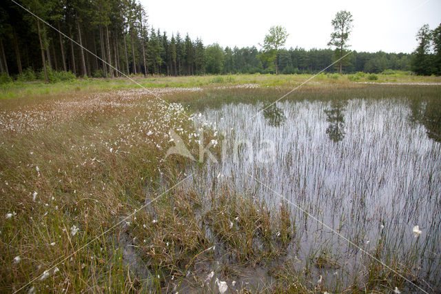 Koraaljuffer (Ceriagrion tenellum)