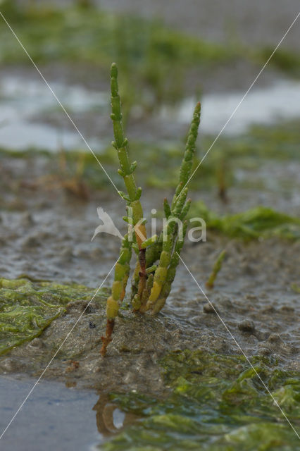Kortarige + Langarige zeekraal (Salicornia europaea + Salicornia procumbens)