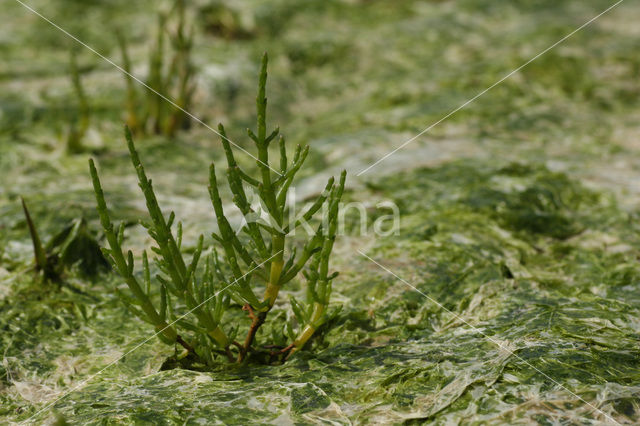 Kortarige + Langarige zeekraal (Salicornia europaea + Salicornia procumbens)