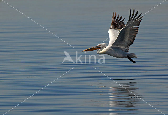 Kroeskoppelikaan (Pelecanus crispus)