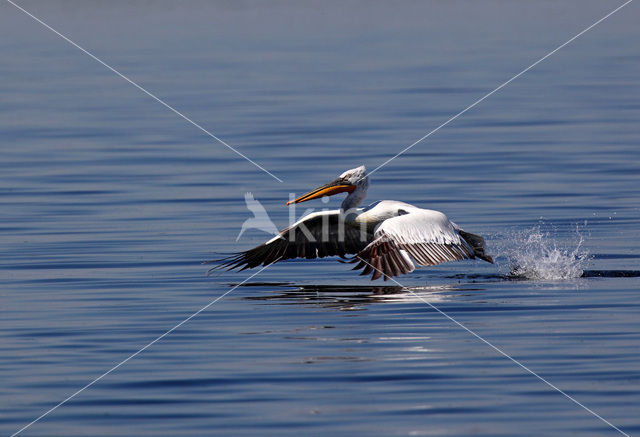 Kroeskoppelikaan (Pelecanus crispus)