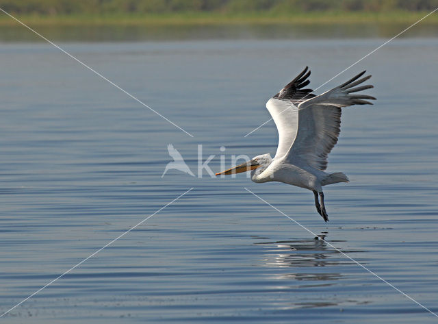 Kroeskoppelikaan (Pelecanus crispus)