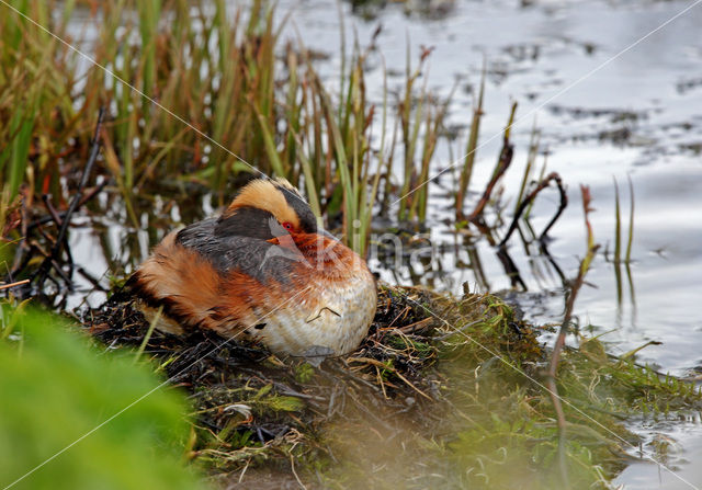 Kuifduiker (Podiceps auritus)