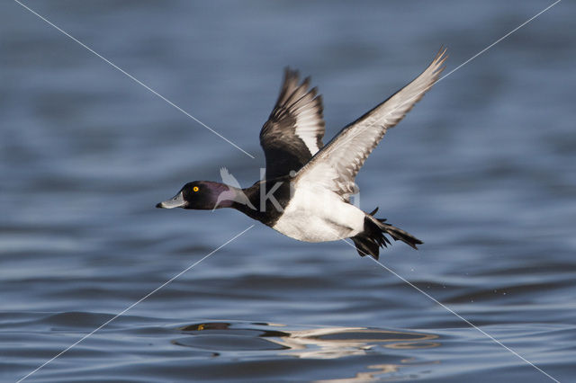 Tufted Duck (Aythya fuligula)