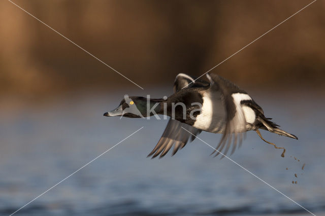 Tufted Duck (Aythya fuligula)